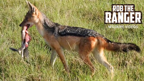 Jackals Eat A Gazelle Fawn | Maasai Mara Safari | Zebra Plains