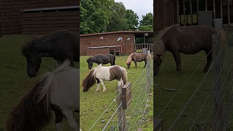 Mini Shetland Ponies at The Beech Tree Inn West Highland Way Scotland