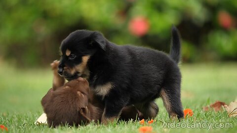 cute_puppy_playing