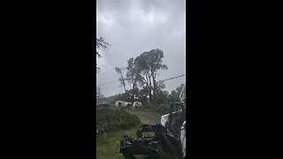 Popping Oak tops in the storm