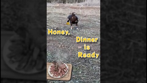 Honey, Dinner is Ready! (shorts)