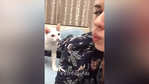 cats and dogs funny moment😂❤️