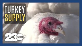 Spike in bird flu cases impacting Thanksgiving turkey supply