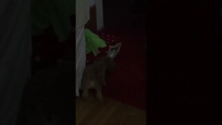 dog is doing something.... funny