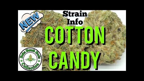 Cotton Candy, BC Bud Supply Review
