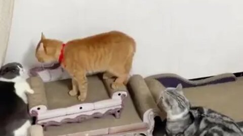 cats fighting video 😂🐱