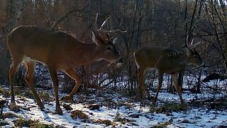 Whitetail Deer...February 21-27