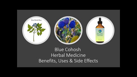 Blue Cohosh - Caulophyllum thalictroides - Herbal Medicine - Benefits, Uses & Side Effects