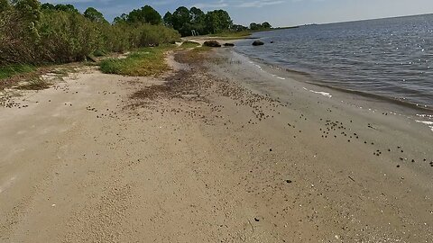 🦀 Fiddler Crabs in the Morning 🦀