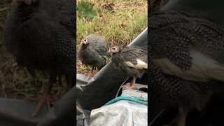 Two flocks of keets join up.