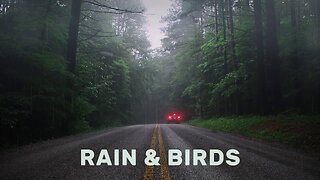 Beat Insomnia with the Rain and Birds Calm Nature Sound in the foggy forest, Relaxing Mood