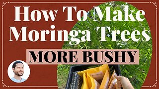 The Secret to Fuller and Bushier Moringa Trees with More Greens to Eat and Sell