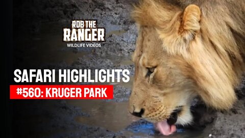 Safari Highlights #560: 11 & 12 September 2020 | Kruger National Park | Latest Wildlife Sightings