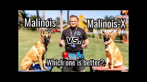 Belgian Malinois vs Malinois-X // Is the Malinois x GSD an even better dog?!