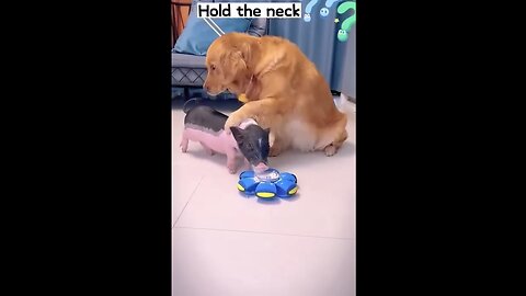 This is a very clever dog #viral