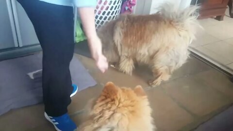 #shorts Talking #chowchowdogbreed - Exstreme Chow Chow Dog Living in South Africa #fudge #Talks