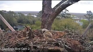 Owlet Tries To Swallow Rat, Mom Says No 🦉 3/18/22 18:43