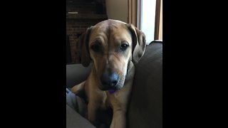 Dog chasing fly around window