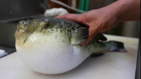 LIVE FUGU PUFFERFISH: Japanese Street Food Puffer Fish