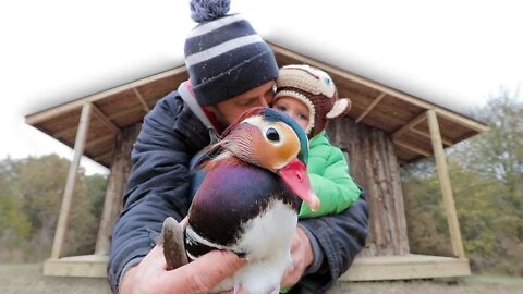 The forgotten AVIARY project | building an aviary part 3 (the log cabin coop)