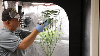 Spider Farmer SE7000 GG4xBC Grow Cycle E:23-36 - Full Garden Update, Flower Week 1