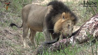 Lions Scavenge From An Old Buffalo