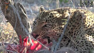 Leopard Has Warthog For Breakfast