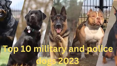 Do you know which dogs are used in military & police and why?