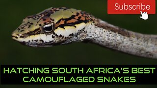 SOUTH AFRICA'S BEST CAMOUFLAGED SNAKES HATCHING