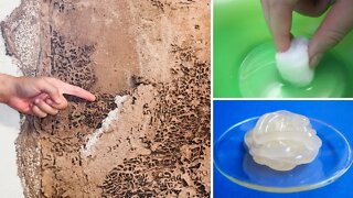 How To Kill Termites And Get Rid Of Them Forever