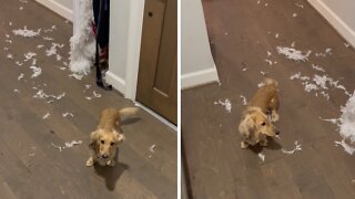 Dachshund Destroys Robe, Scatters Feathers Everywhere