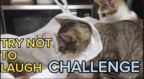 CAT Funny Video || Try Not To Laugh Challenge 😂