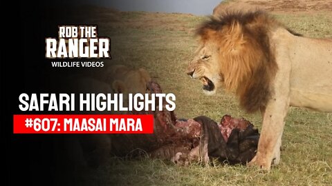 Safari Highlights #607: 05 - 06 August 2021 | Maasai Mara/Zebra Plains | Latest Wildlife Sightings