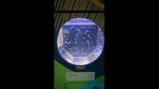 Jellyfish aquarium #jellyfish #aquarium