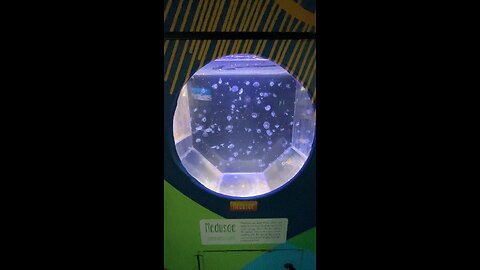 Jellyfish aquarium #jellyfish #aquarium