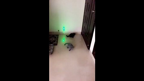 Game ideas with your kittens using laser pen🐱💡