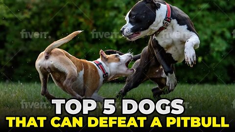 Top 5 Dogs That Can Defeat a Pitbull.