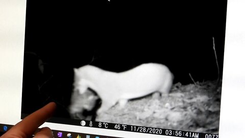 Weasels in Tennessee! - Trail Camera Footage