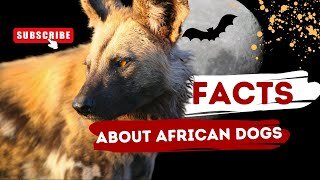 Did you know about African Wild Dogs?