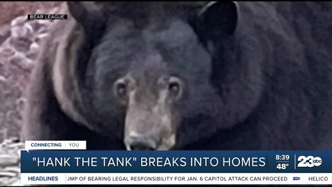 500-lb bear breaks into Lake Tahoe homes