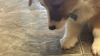 Corgi puppy enjoys a strawberry