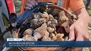 Summer rain leads to mushroom boom this season