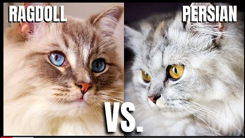 Ragdoll Cat VS. Persian Cat.