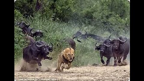 Lion vs Buffalo Battle is not never