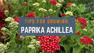 Gardening Tips for Growing Paprika Achillea (Yarrow)