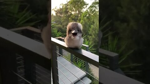 Adorable Baby Kookaburra 🐦 #shorts