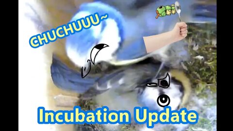 Egg Incubation Update 2022