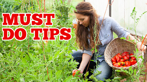 15 MUST-KNOW Tomato Tips for Growing a Disease-Free Harvest