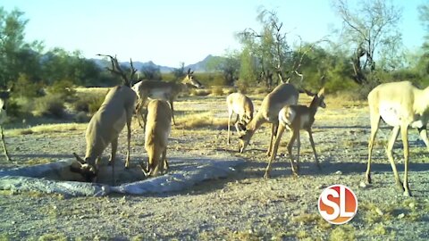 AZ Game & Fish provides life-sustaining water for Arizona's wildlife