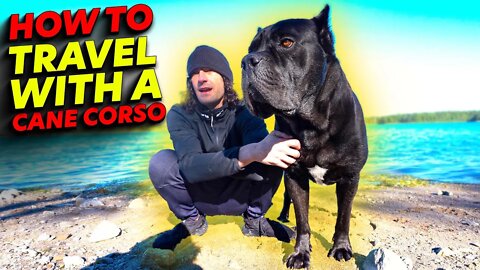 Cane Corso How To Travel With One
